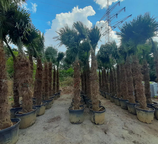PALME TRACHYCARPUS FORTUNEI HÖHE 350CM WINTERHART -19 GRAD Spitzen Qualität