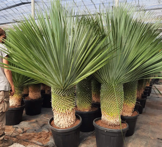 Yucca Rostrata ca.200 cm Winterhart bis -19 Grad Premium Qualität blaue Palmlili