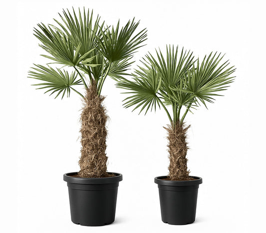 2 x PALME TRACHYCARPUS FORTUNEI HÖHE 250CM WINTERHART -19 GRAD 1 Meter Stamm