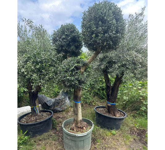 Olivenbaum Bonsai „PON PON“ 250 Jahre mediterrane Ausstrahlung in meisterhafter Formschnittkunst