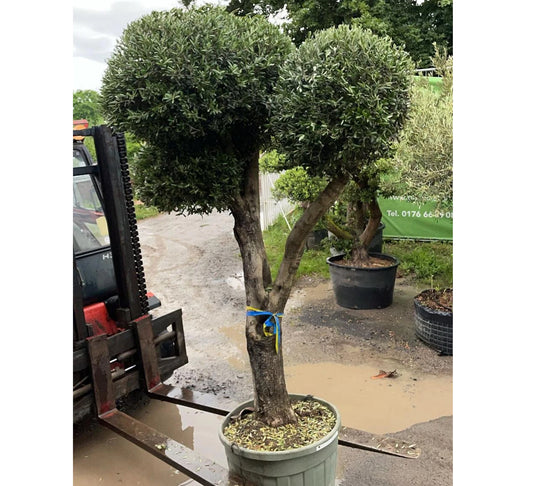 Olivenbaum Bonsai „PON PON“ 250 Jahre mediterrane Ausstrahlung in meisterhafter Formschnittkunst