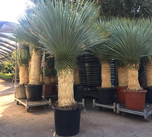 Yucca Rostrata ca.200 cm Winterhart bis -19 Grad Premium Qualität blaue Palmlili