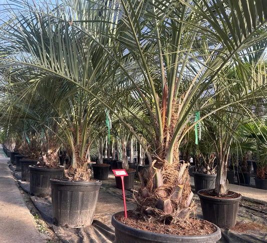 Palme Phoenix Canariensis HÖHE 3 Meter Winterhart -12 °C Spitzen Qualität