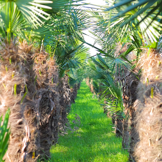 PALME TRACHYCARPUS FORTUNEI HÖHE 260CM WINTERHART -19 GRAD Top Angebot Kostenloser Versand