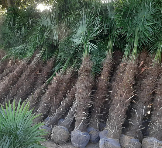 PALME TRACHYCARPUS FORTUNEI HÖHE 260CM WINTERHART -19 GRAD Top Angebot Kostenloser Versand