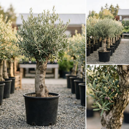 Olivenbaum Olea Europaea, ca. 20- 30 Jahre Alt, Höhe ca. 180 cm