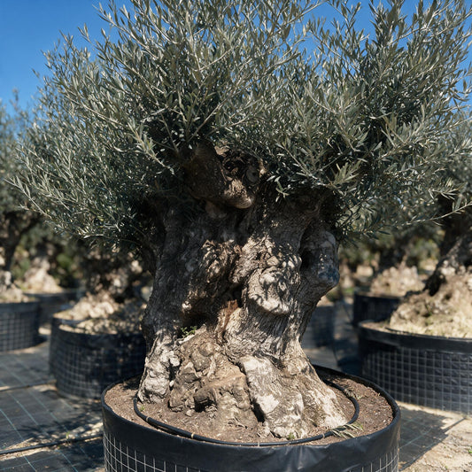 Olivenbaum XXL 200 Jahre Alter schöner knorriger Stamm Olea Europae