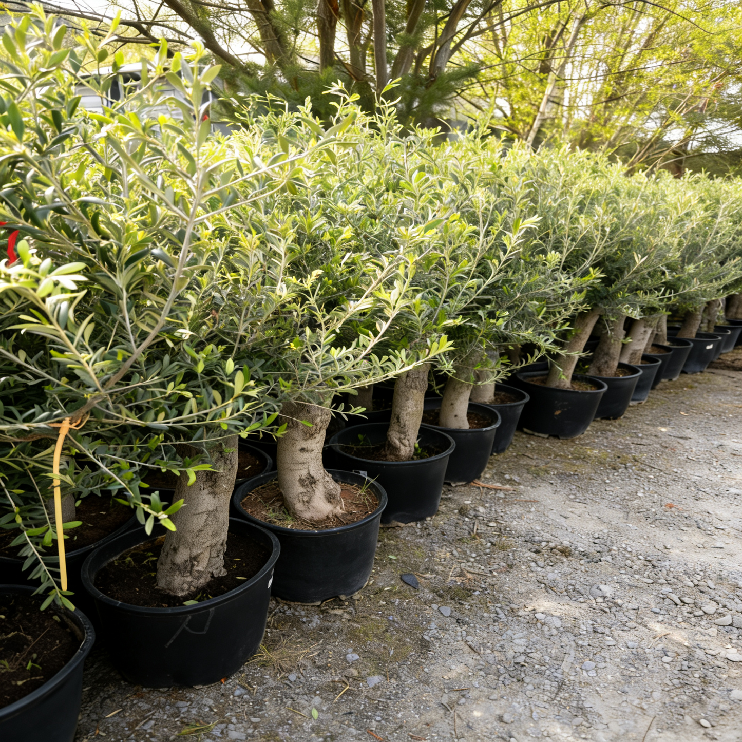Olivenbaum Olea Europaea, ca. 20- 30 Jahre Alt, Höhe ca. 180 cm