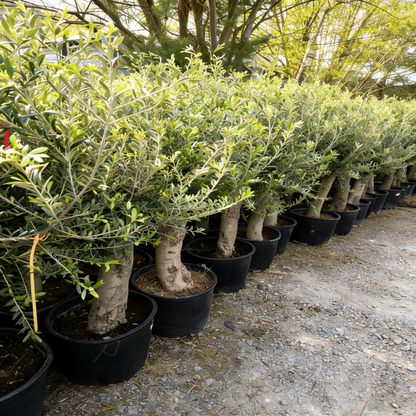 Olivenbaum Olea Europaea, ca. 20- 30 Jahre Alt, Höhe ca. 180 cm