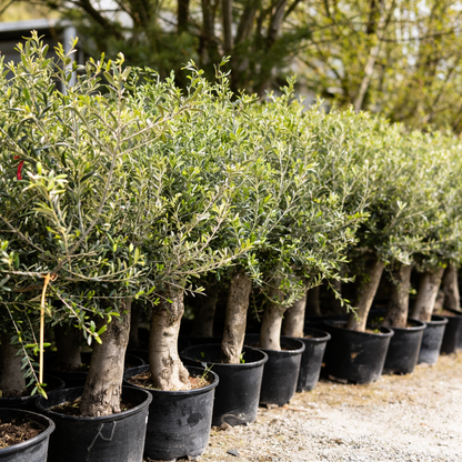 Olivenbaum Olea Europaea, ca. 20- 30 Jahre Alt, Höhe ca. 180 cm