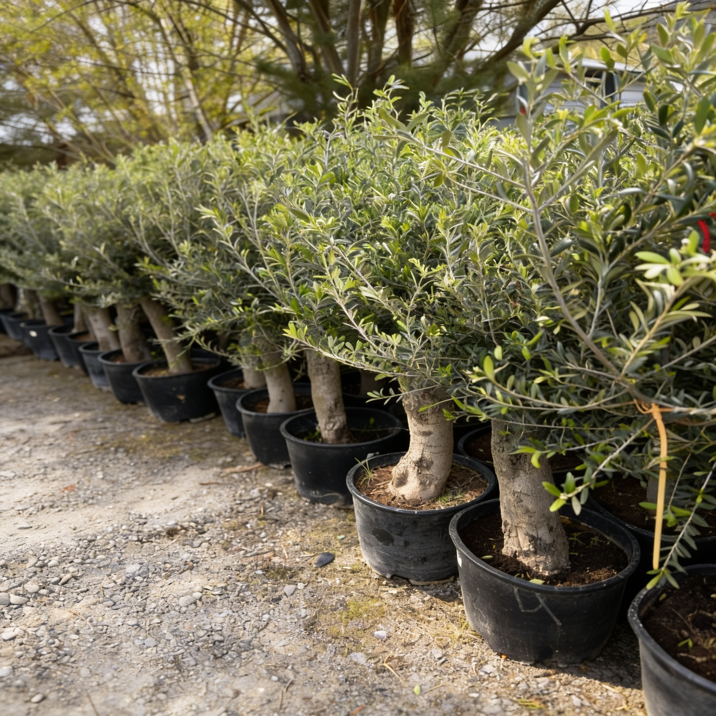 Olivenbaum Olea Europaea, ca. 20- 30 Jahre Alt, Höhe ca. 180 cm