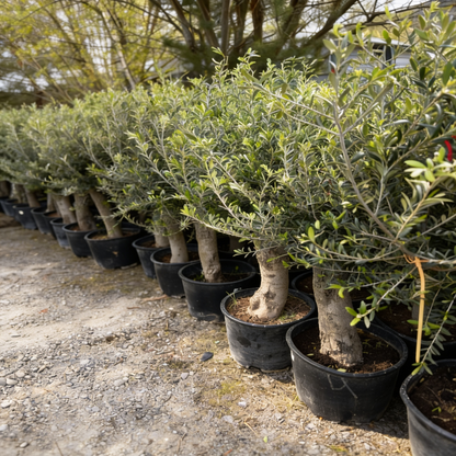 Olivenbaum Olea Europaea, ca. 20- 30 Jahre Alt, Höhe ca. 180 cm