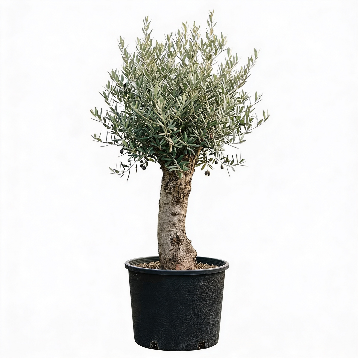 Olivenbaum Olea Europaea, ca. 20- 30 Jahre Alt, Höhe ca. 180 cm