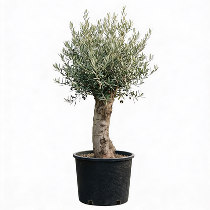Olivenbaum Olea Europaea, ca. 20- 30 Jahre Alt, Höhe ca. 180 cm