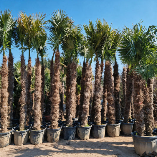 PALME TRACHYCARPUS FORTUNEI HÖHE 350CM WINTERHART -19 GRAD Spitzen Qualität
