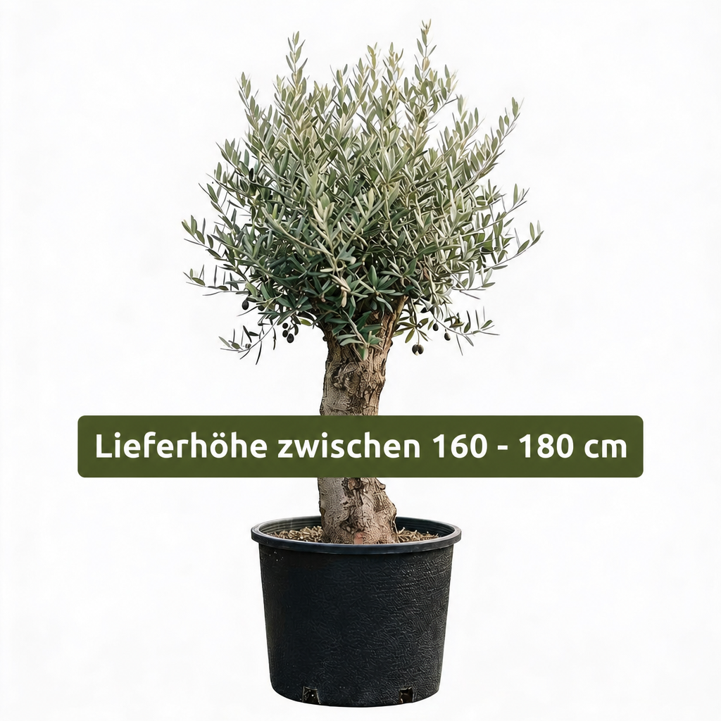 Olivenbaum Olea Europaea, ca. 20- 30 Jahre Alt, Höhe ca. 180 cm
