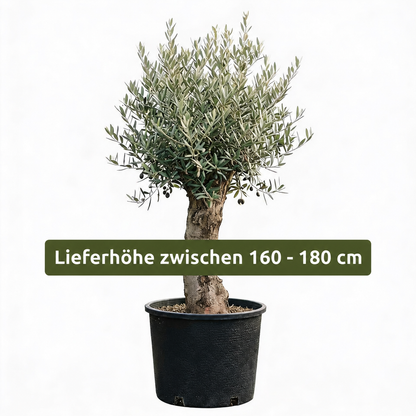Olivenbaum Olea Europaea, ca. 20- 30 Jahre Alt, Höhe ca. 180 cm