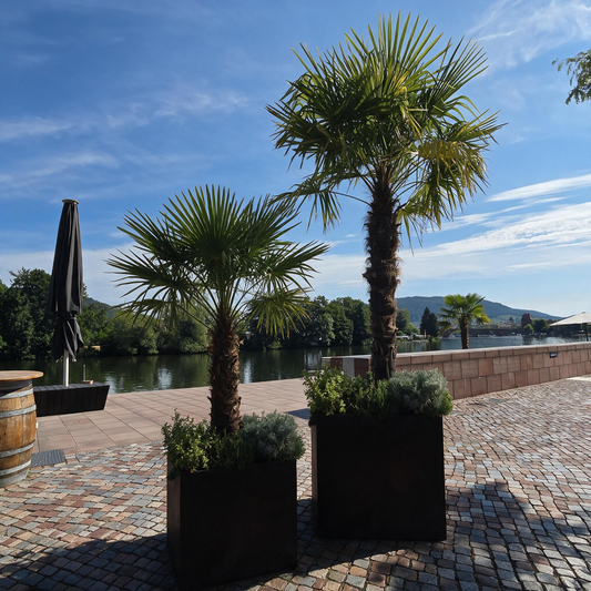 2 x PALME TRACHYCARPUS FORTUNEI HÖHE 250CM WINTERHART -19 GRAD 1 Meter Stamm